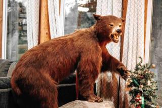 The Happy Bear Lodge - 6