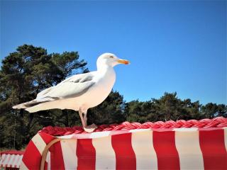 Dünenpark 093 - Binz - 6