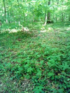 Appartementt à louer à Rennes - 3