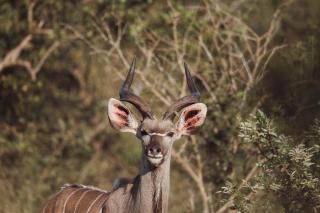 Oase by 7 Star Lodges - Greater Kruger Private 530ha Reserve - 2