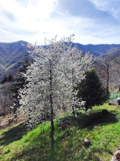 Albergo Ristorante La Selva - Orsigna - 7