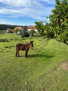 Quintinha do Martins - Reboreda - 8