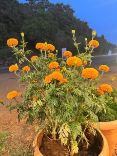 Sara green Valley Farm - Mahabaleshwar - 3