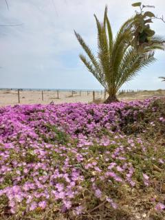 Friendly home Bella casa - Puerto de Sagunto - 5
