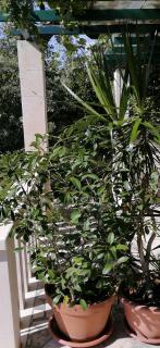 Apartment in Bol with sea view, terrace, air conditioning,WiFi 3634-2 - Bol - 5
