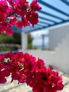 Sea View Apartments & Studios - Agia Anna Naxos - 3