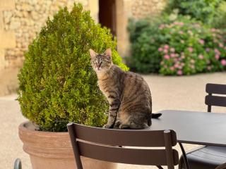 Hôtel La Villa Romaine - Carsac-Aillac - 4