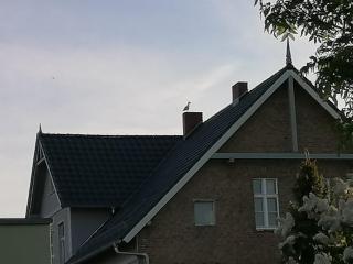 Gästewohnung Schwanenteich - Ueckermünde - 6