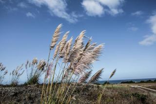 Ocean View Cottage - 0