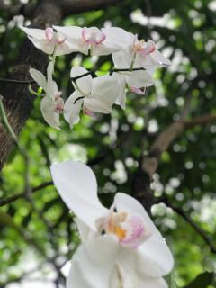 Green Edge Residences - Dambulla - 3