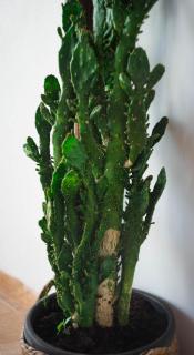 EVERGREEN apartment - 3