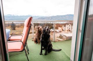 Urlaub für Mensch und Tier - Appartements Pirkhof - Pörtschach am Wörthersee - 2