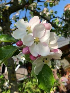 Apartment Stadtmauer - 3