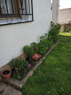 La lechuza blanca - 6