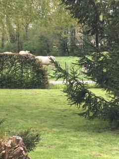 Cottage de charme à la campagne - Aulnoy - 1