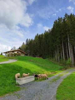 Ferienhaus Hansl - Prama - 0