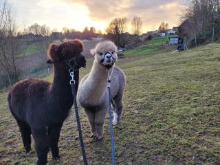 Het Alpaca Zicht - Geraardsbergen - 9