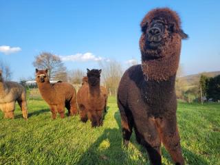 Het Alpaca Zicht - Geraardsbergen - 4
