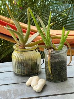 Tropical Breeze "Dushi Bida" - Santa Catharina - 7