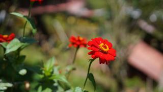 Cabaña Ave Del Paraiso - 1