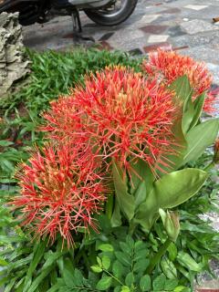 Tam Coc Hello Homestay - 8