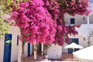 Boutique Hotel Tilos Mare - Livadia - 3