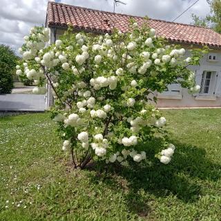 COQUETTE MAISON - 6