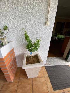 Casa Gorjão - Anadia - 5