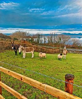 Stunning Westport Cottage - Sleeps 6 - Westport - 8