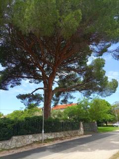 Apartments Ingrid - Novigrad - 6