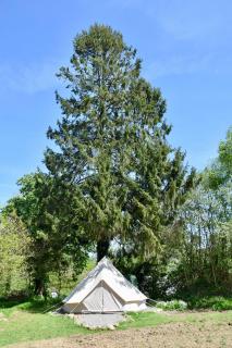 L'Angeberdière - Tente nature au calme - Saint-Mars-sur-la-Futaie - 1
