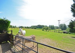 Badger Set - Cantley - 4