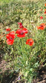 Le Mas Mélusine - Fayence - 1