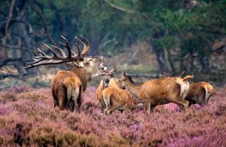 Forest Family 6 persoons op 5 sterren park - Beekbergen - 4