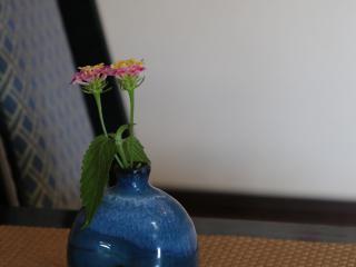 Hachibosi - Makinohara - 3