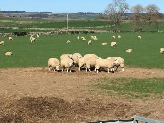 The Byre @ Cow Close - Stay, Rest and Play in the Dales. - Leyburn - 1