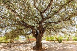Finca Ses Rotetes - Porto Cristo - 4