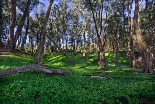 Oceanfront Condo with Lanai that Almost Hangs Over Ocean - Hale Kona Kai 304 by Casago Kona - 7