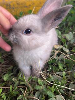 Granja del Cafe Hotel y Centro de convenciones - 3