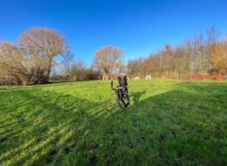 Ferienwohnungen Rügen mit Hund - - 6