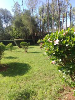 Wooden Knee Cottages Nanyuki - 7