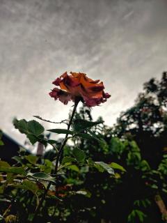 Westernghats Homestay - Madikeri - 1