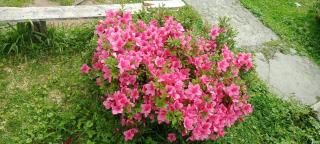 Greenery Homestay - Darjeeling - 8