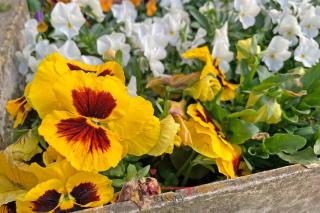 Peaceful house for FOUR - Camping with style! -By EasyLife Swiss - 1