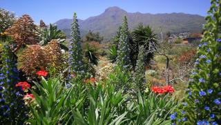 Finca Primavera - 6
