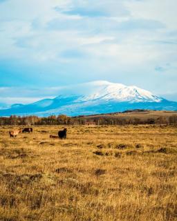 Gaukshof - Selfoss - 5