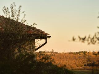 Il giardino sotto le stelle - Fungaia - 1