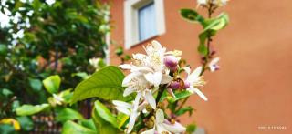 Villa Bonaffini - Mazzarino - 7