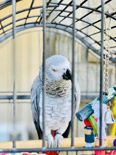 Carmen House Sinaia - 1