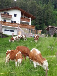 Polzhof - Kastelruth - 3
